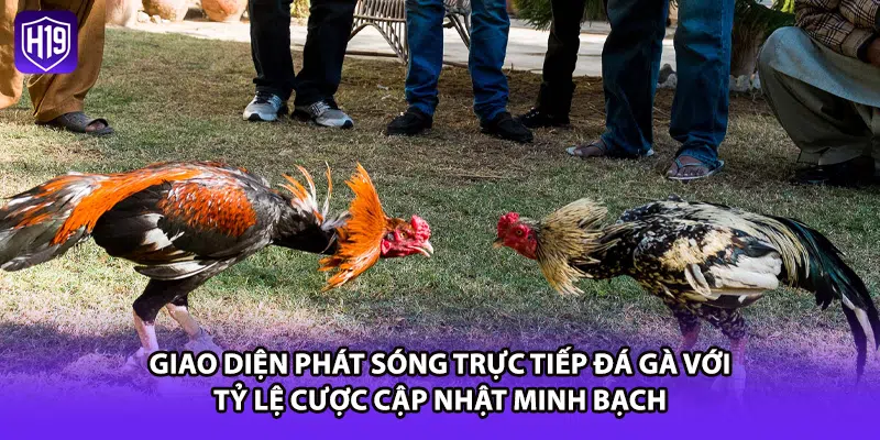 Giao diện phát sóng trực tiếp đá gà với tỷ lệ cược cập nhật minh bạch 